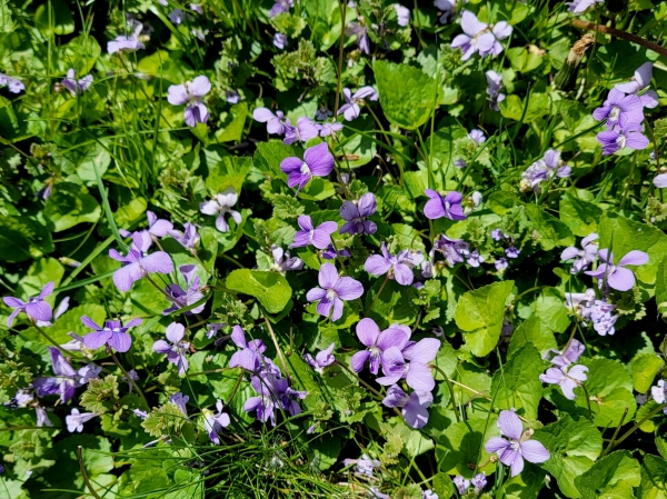 An image of wild purple violets.